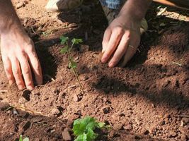 Pará ganha mapas de solos e aptidão agrícola