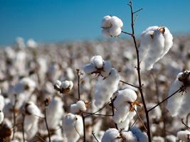 Tecnologias para o algodão, amendoim, mamona e gergelim serão apresentadas no cariri cearense