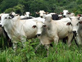 Seca reduz rebanho bovino na Bahia; Itapetinga teve maior queda