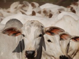 Apesar do consumo fraco, mercado do boi gordo segue tendência de alta