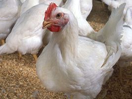 Produtor em Mato Grosso cria aves caipiras em galinheiro móvel