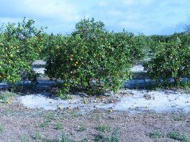 Safra de laranja da Flórida deve ser de 60,5 milhões de caixas, segundo Steger