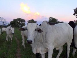 Queda no preço da soja pressiona o mercado de sebo bovino