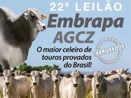 Embrapa e AGCZ realizam leilão de touros jovens em Goiânia