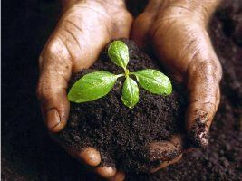 Recuos nos preços dos fertilizantes em agosto