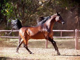 Exposição do Cavalo Árabe em Araxá (MG) atrairá criadores e visitantes internacionais