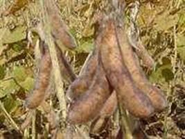 Produtores de Mato Grosso têm prejuízos 