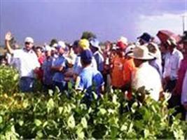Soja é foco da Bayer CropScience no Dia de Campo Sementes Roos