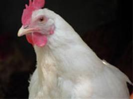Frango vivo: Análise de mercado