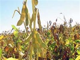 Soja Cultivance® recebe aprovação para cultivo comercial no Brasil