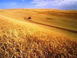 Novo estímulo ao trigo no Cerrado