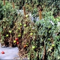 Como Se Livrar Da Murcha De Fusarium No Tomate