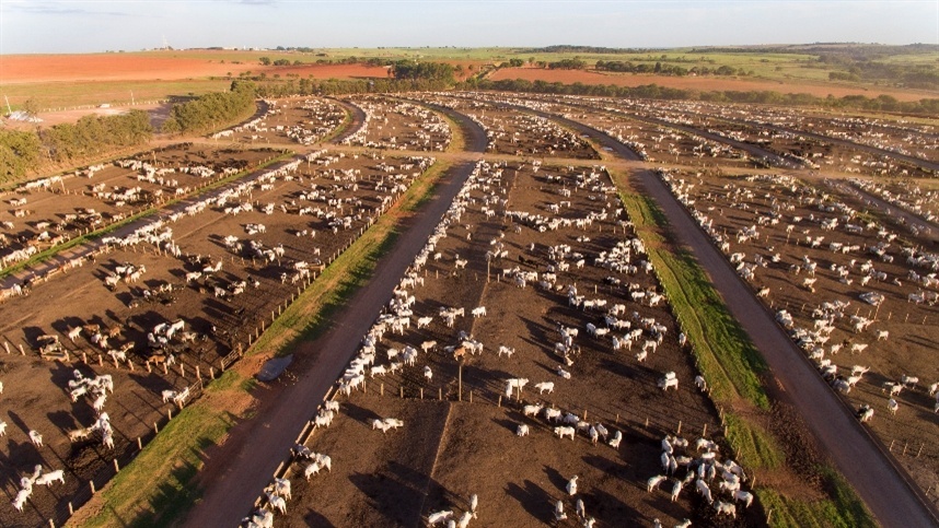 Marca Investe Em Confinamentos Boitel