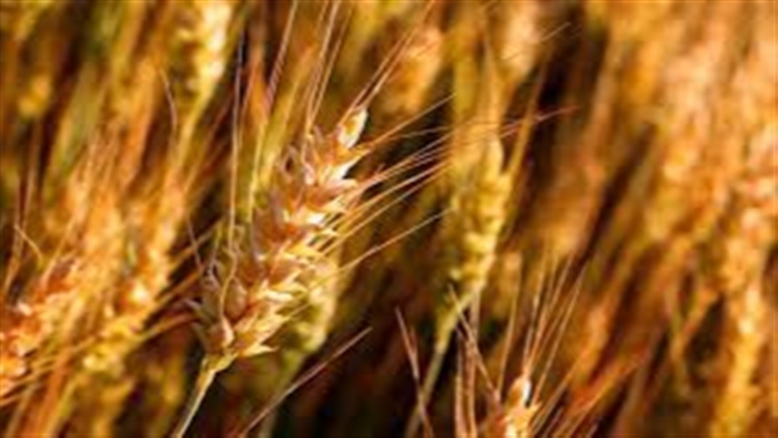 Preços baixos freiam vendas de trigo