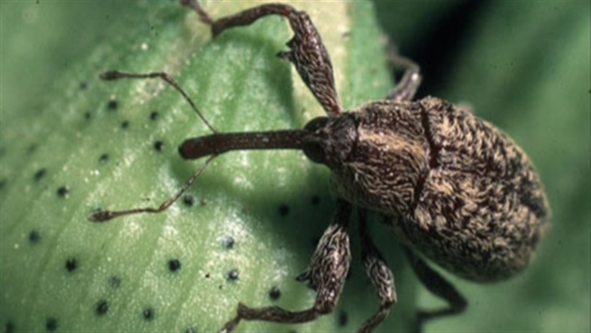 Infestação de bicudo-do-algodeiro cresce 4 vezes