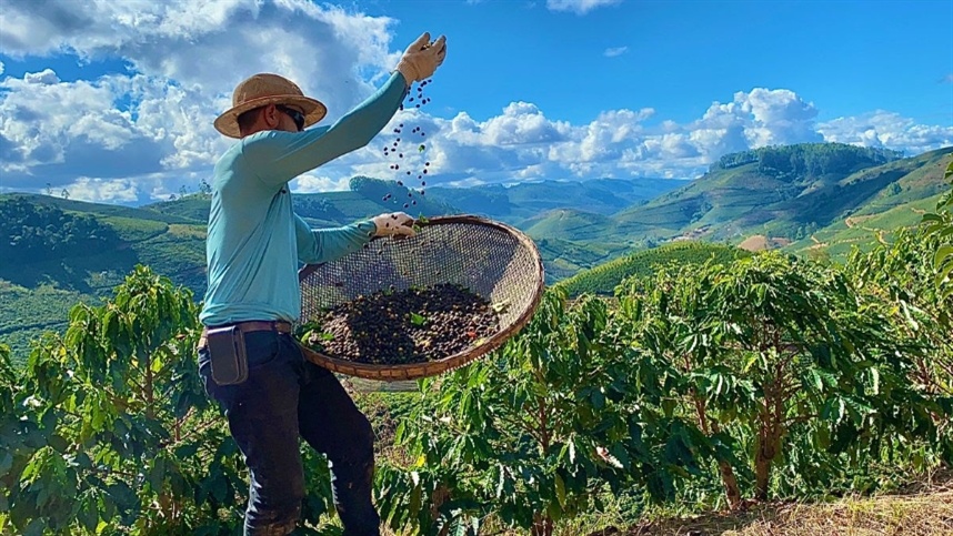 Fertilizantes organominerais podem garantir aroma e sabor diferenciados no café