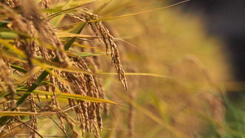Brasil assegura autossuficiência de arroz: importação não é necessária, afirma Antônio Sartori, presidente da Brasoja