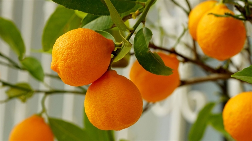 Clima seco eleva preços da laranja