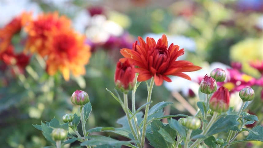 Primavera: chuvas variadas e possibilidade de La Niña no Brasil