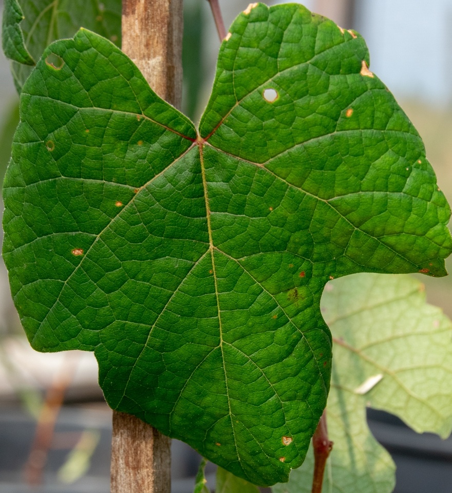 Sintomas e diagnose de fitotoxicidade de herbicidas na cultura da soja. -  Portal Embrapa