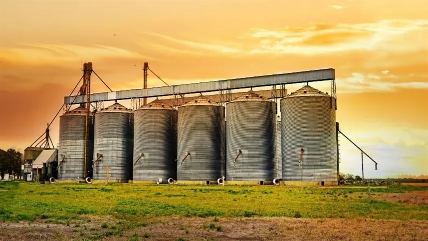 A produção de sorgo também avança