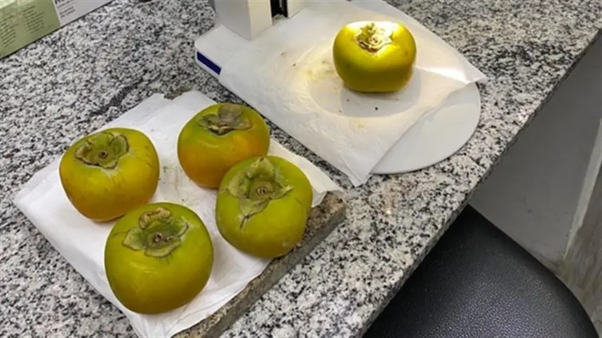 Praga quarentenária é encontrada em carga de caquis da Espanha