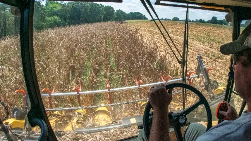 A colheita de milho para grão comercial chegou a 66,8% da área apta