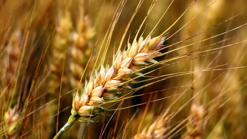 Trigo importado pressiona preços no mercado nacional
