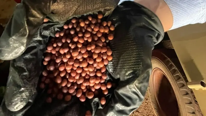 O tratamento de sementes atua sobre microrganismos presentes no material