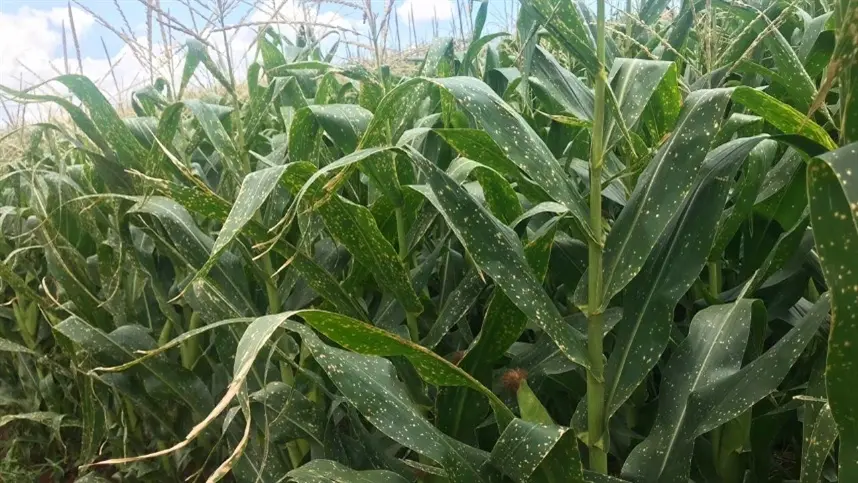 Análise destaca a expectativa de nova safra recorde de milho