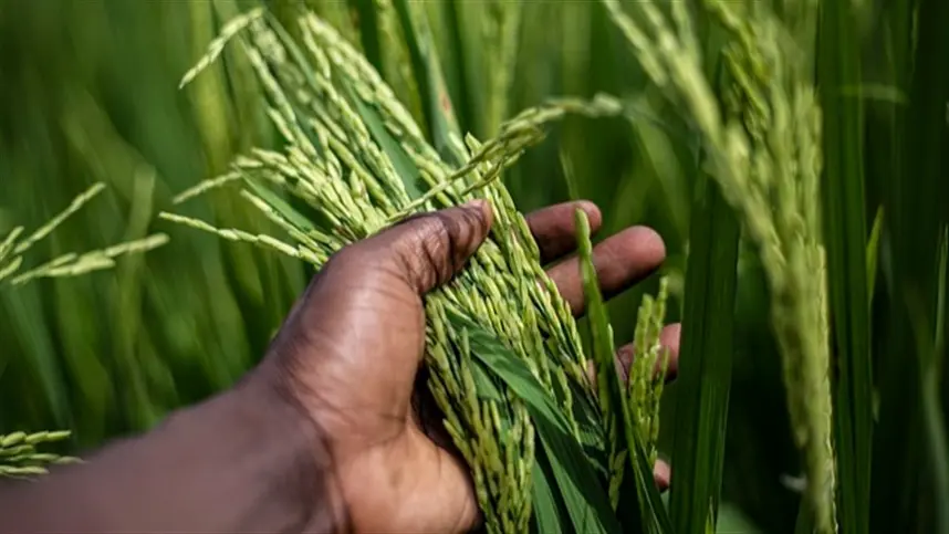 A tendência é que a indústria de beneficiamento absorva parte desse aumento