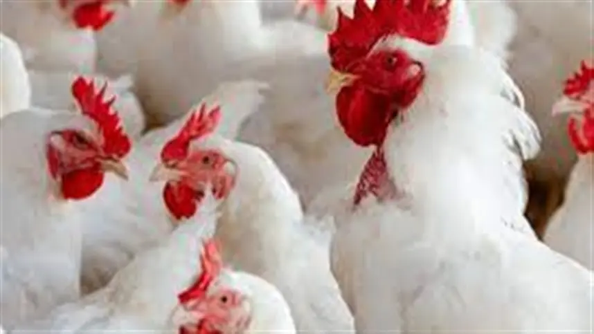 Doença de Newcastle: México limita restrições à carne de aves de SC