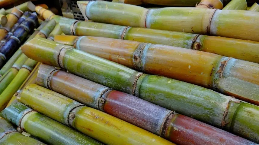 Cana-de-açúcar: demanda por derivados anima produtores