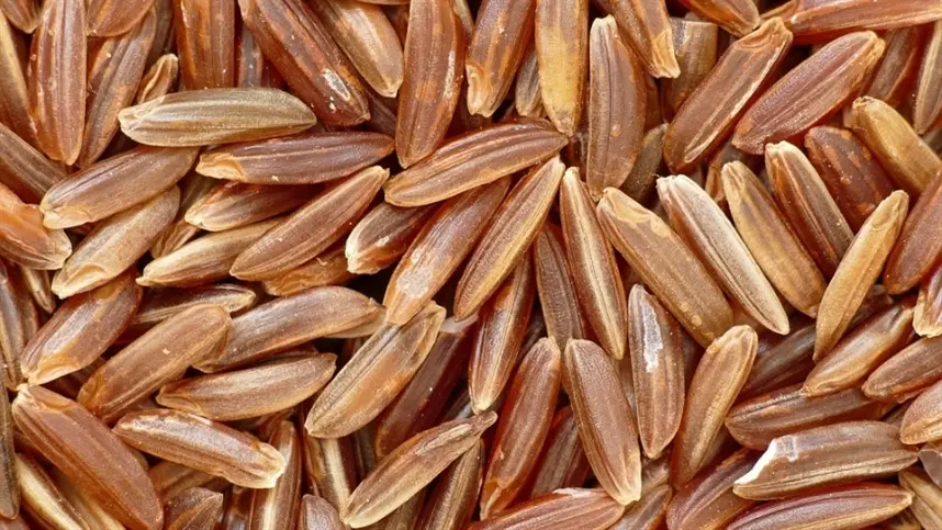 No Paraná, as cheias do Rio Ivaí atingem áreas de arroz em diferentes estágios