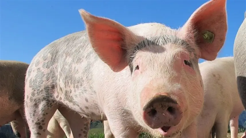 Carne suína não vive bom momento, mas 'céu de brigadeiro' vai voltar, segundo ABCS