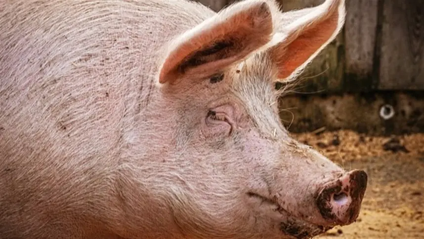 PR: preço da carne suína cai enquanto bovina fica mais cara