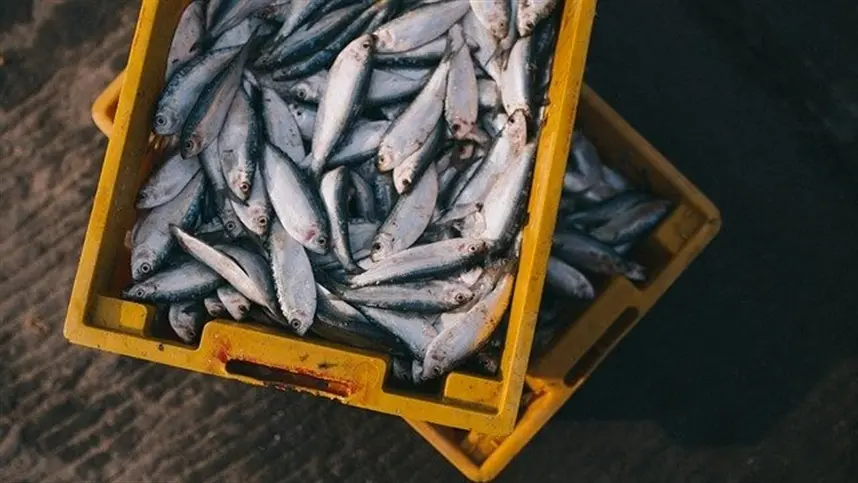 Brasil conquista novos mercados na Eurásia e no Japão