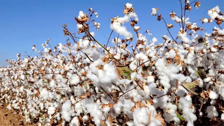 Algodão registra produtividade recorde em Mato Grosso