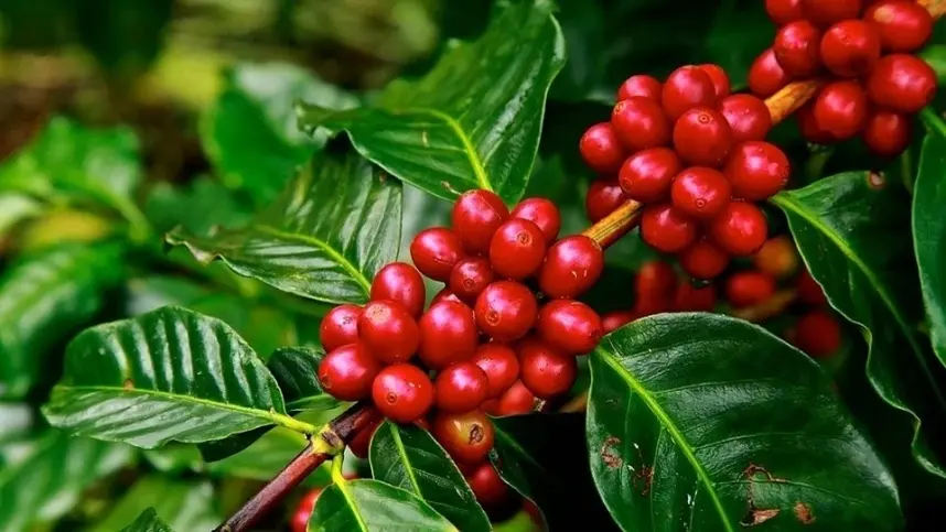 Em Londres, o robusta também perdeu força