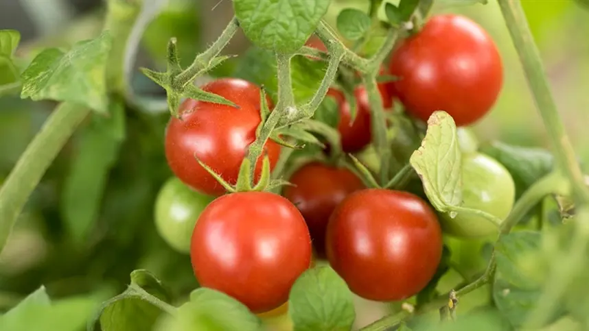 RS: tomate sobe e plantio é antecipado para novembro