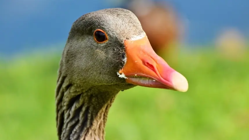 Governo proíbe produção e venda de foie gras em todo o país