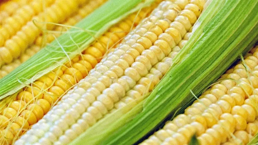 Plantio de milho avança no Rio Grande do Sul