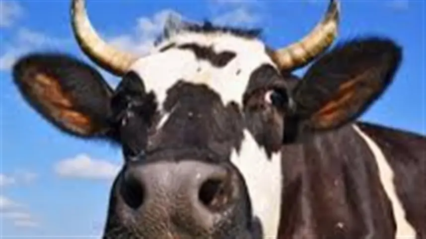 A experiência com vacas leiteiras é apresentada como inédita no mundo