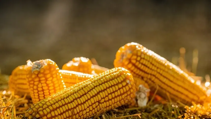 Colheita do milho avança com boas médias de produtividade