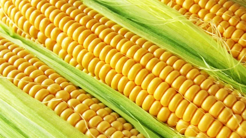 As projeções da Veeries indicam uma trajetória de expansão nas receitas