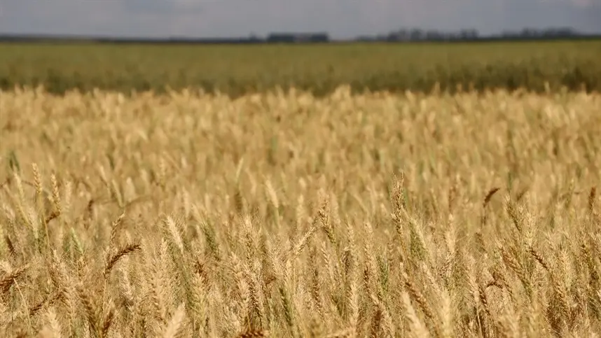 Trigo ganha força no mercado brasileiro