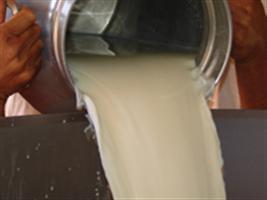 Alta do preço pago ao produtor de leite no Uruguai