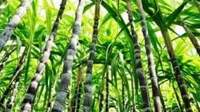 Cana: aplicação foliar de fungicidas é sinônimo de produtividade - Portal  Mais AgroPortal Mais Agro