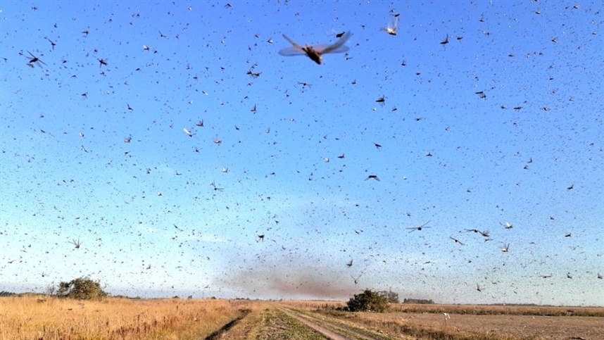 Argentina declara emergência por infestação de gafanhotos