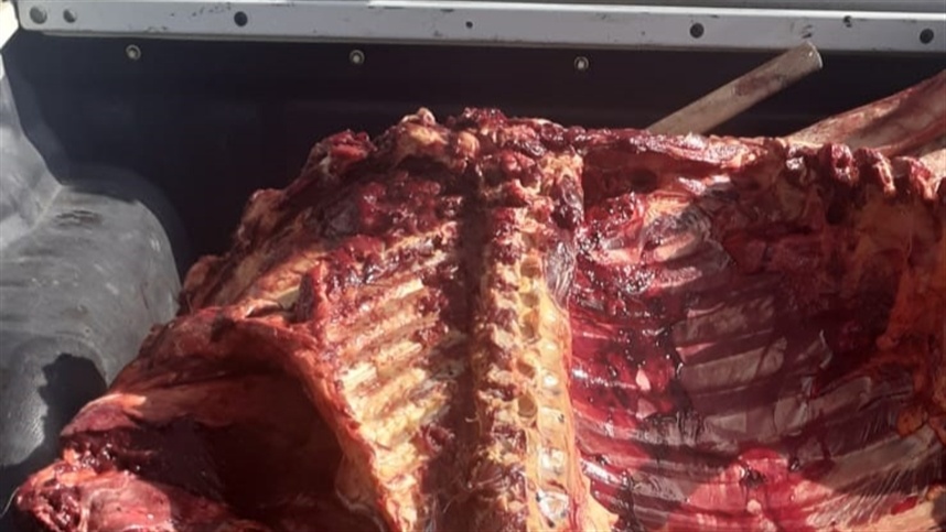 Operação conjunta apreende quatro toneladas de carne de cavalo em